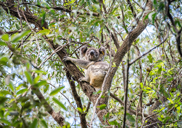 William the Koala back in the wild.